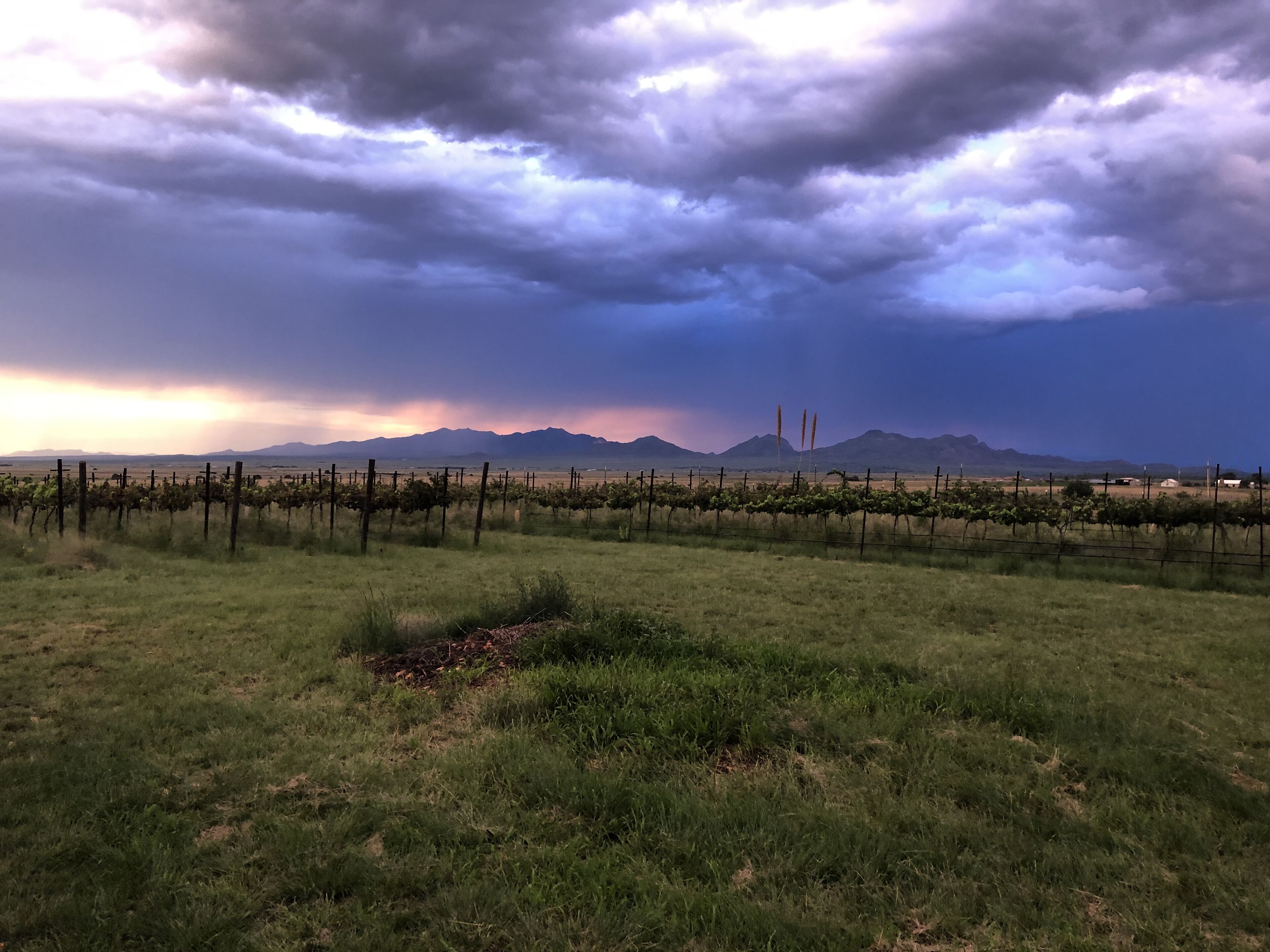 A vineyard with rows of grapevines and a mountainous backdrop.