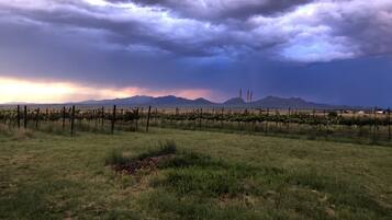 A vineyard with rows of grapevines and a mountainous backdrop.
