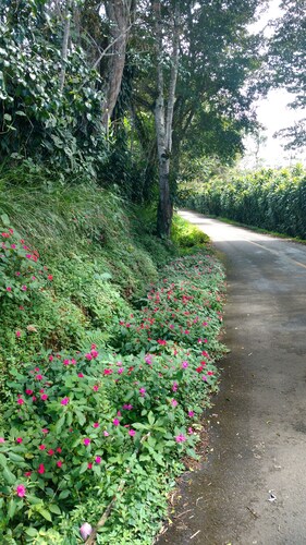 Glamping on a coffee plantation on the Panama Costa Rica broder.
