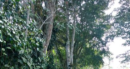 Glamping on a coffee plantation on the Panama Costa Rica broder.