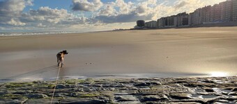 Cozy apartment on the seawall in Westende