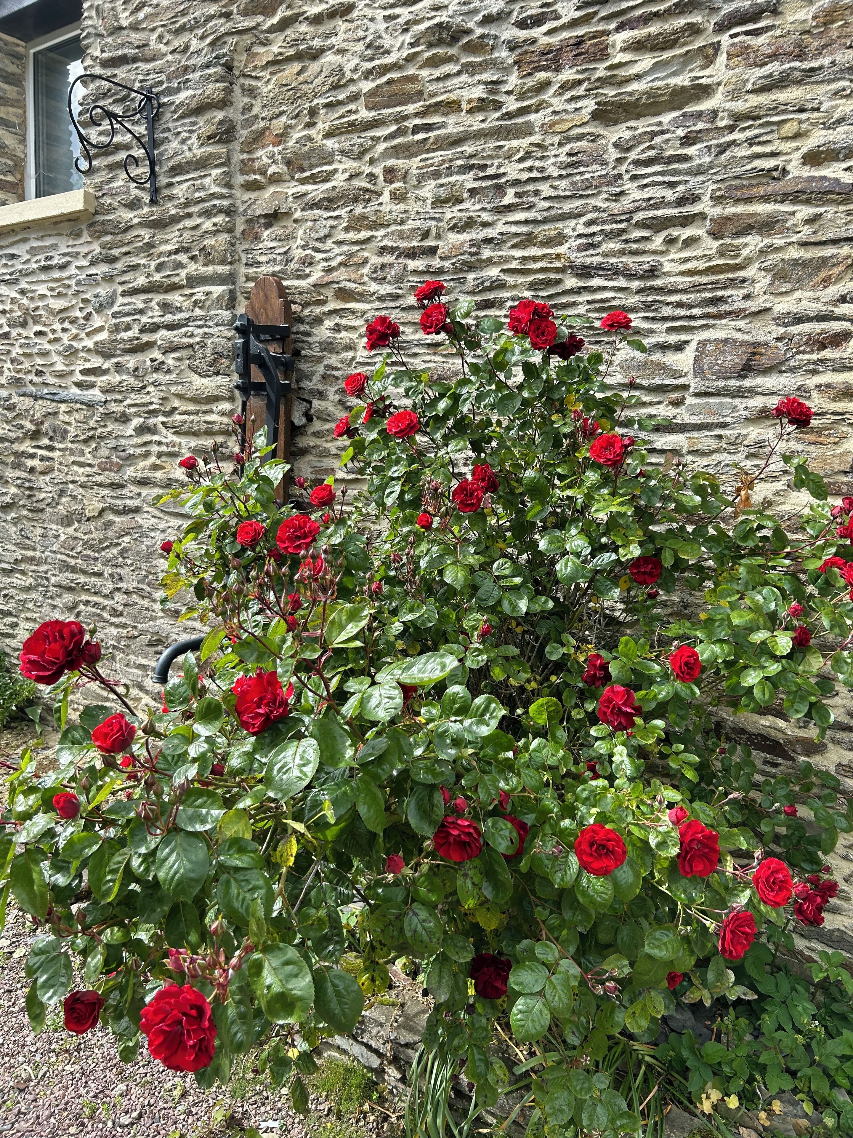 Eine Steinmauer mit einem Rosenbusch davor.