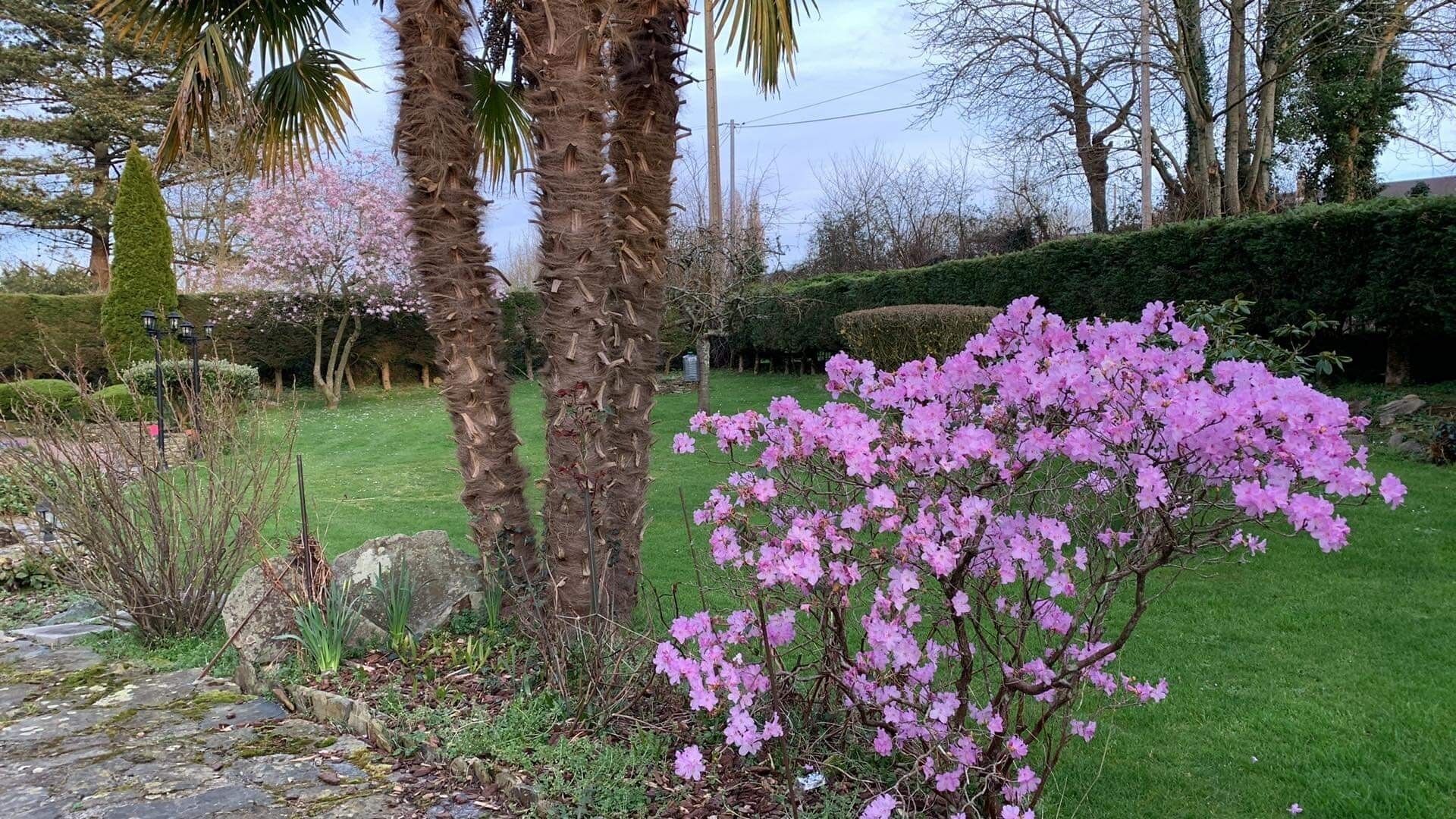 Ein Garten mit verschiedenen Bäumen, darunter Palmen und ein blühender Strauch.