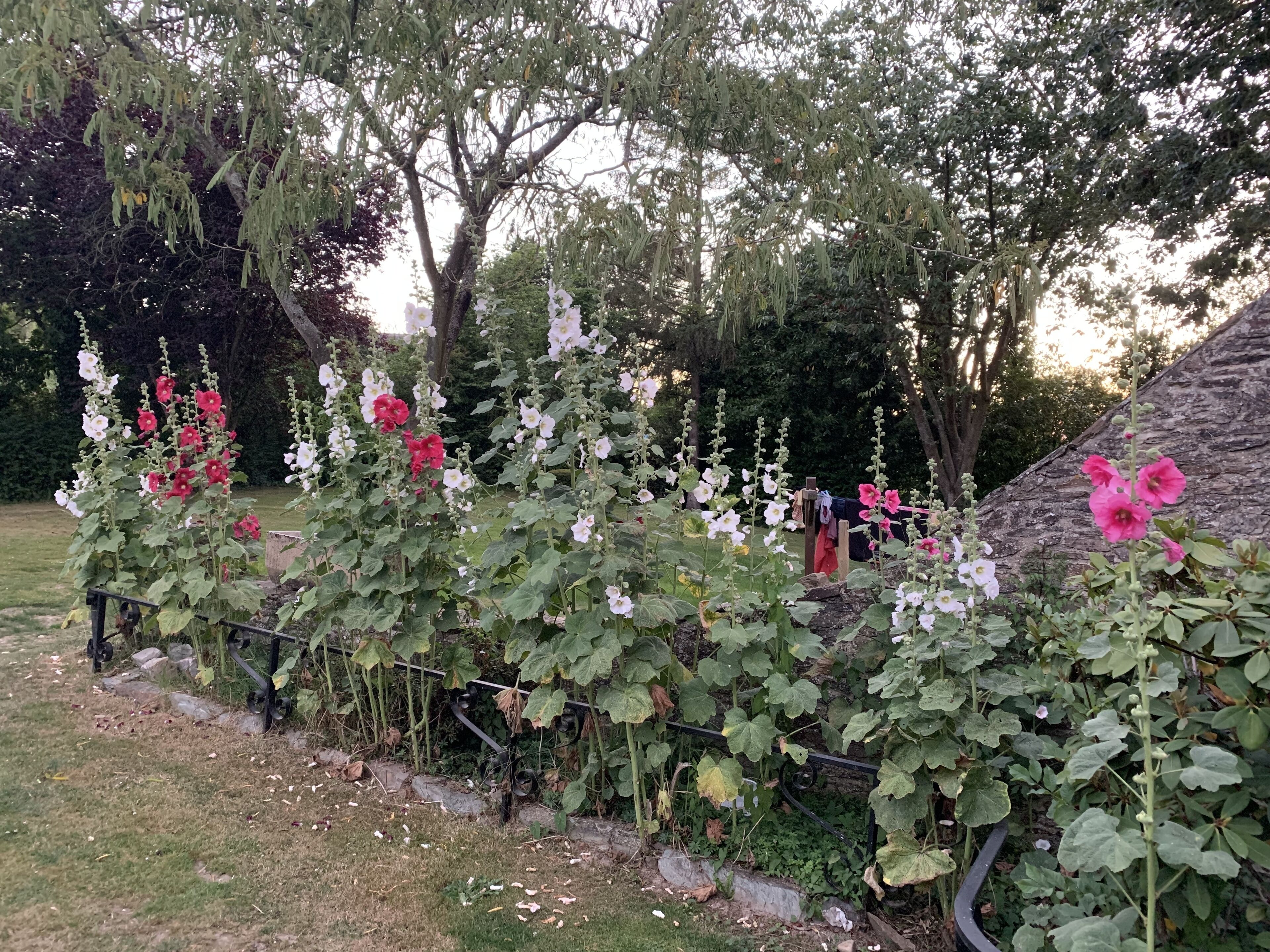 Een tuin met bloeiende planten en een houten constructie.