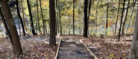 A wooden pathway in a forested area with trees and fallen leaves.