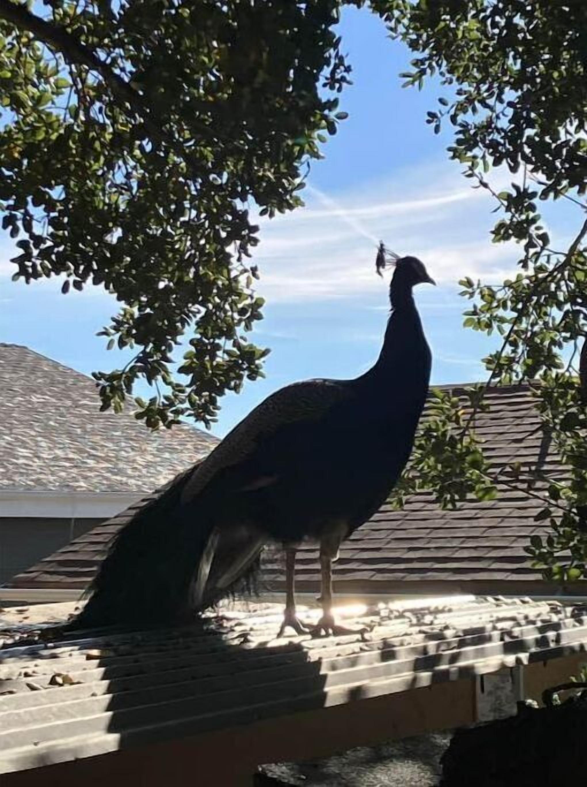 Een pauw die op een dak staat, met een heldere lucht op de achtergrond.