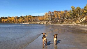 A beach with two dogs on leashes, a clear sky, and autumn-colored trees in the background. - Cabin in Belair Properties (Bélair)