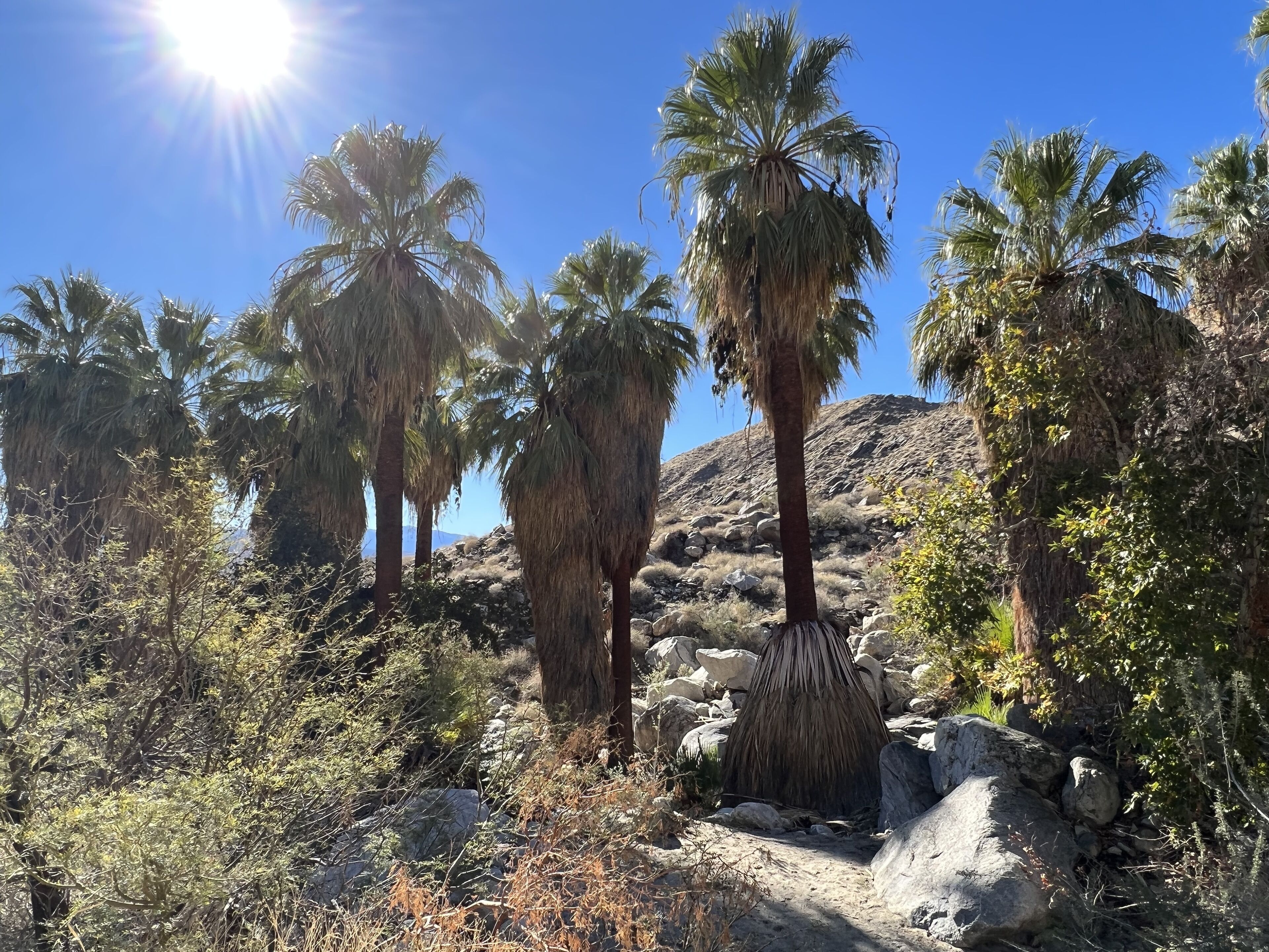 A natural landscape with palm trees and rocky terrain under a clear sky.