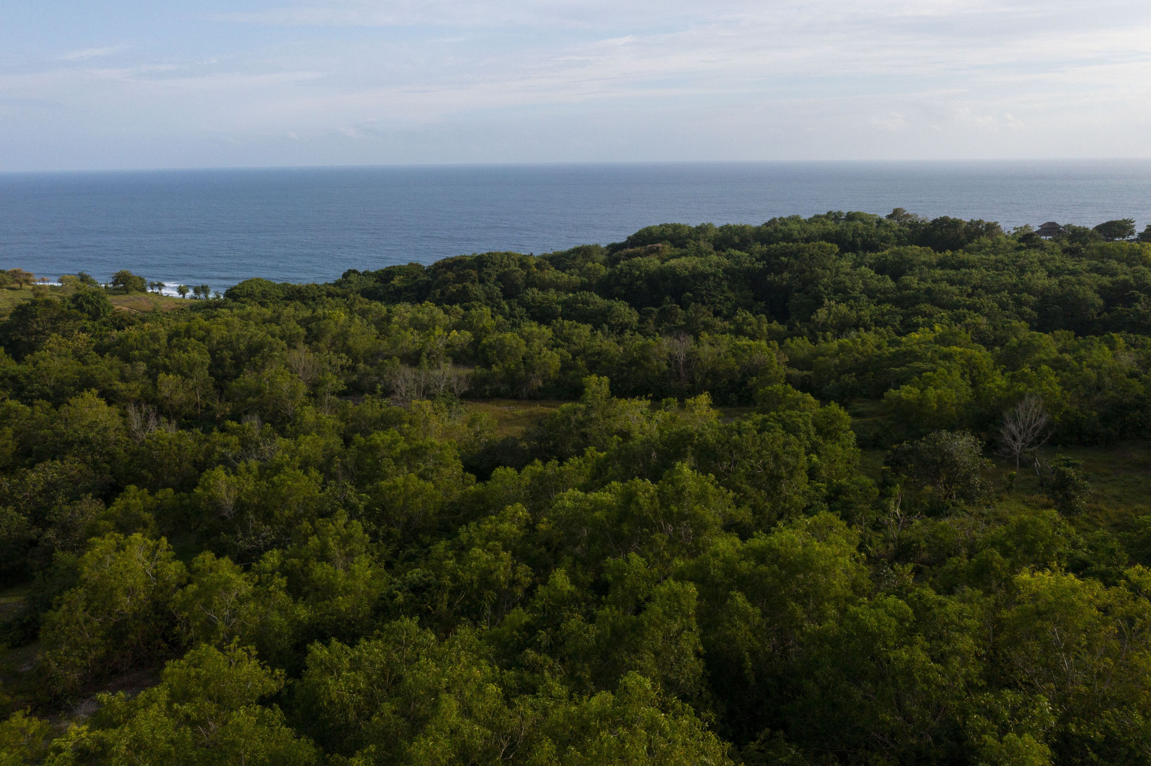 Un área boscosa densa con vista al océano al fondo.