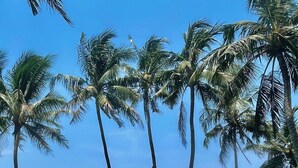Un cielo azul despejado, un mar tranquilo y una hilera de palmeras.