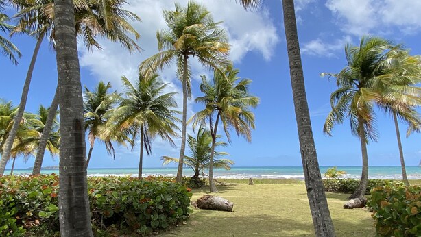 A tropical landscape with palm trees, a grassy area, and a view of the ocean. - Beach Getaway (Punta Santiago ,Humacao)