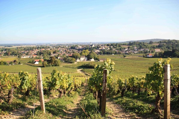 A vineyard with rows of grapevines and a town in the background.