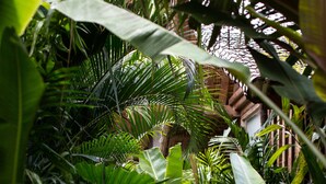 Un sentier en bois bordé d’une végétation tropicale luxuriante.