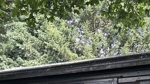 A rustic wooden building with large glass doors and windows, a sign reading "Lily Pad," and a small porch area. - Lily Pad by Paymán Club (Royston)