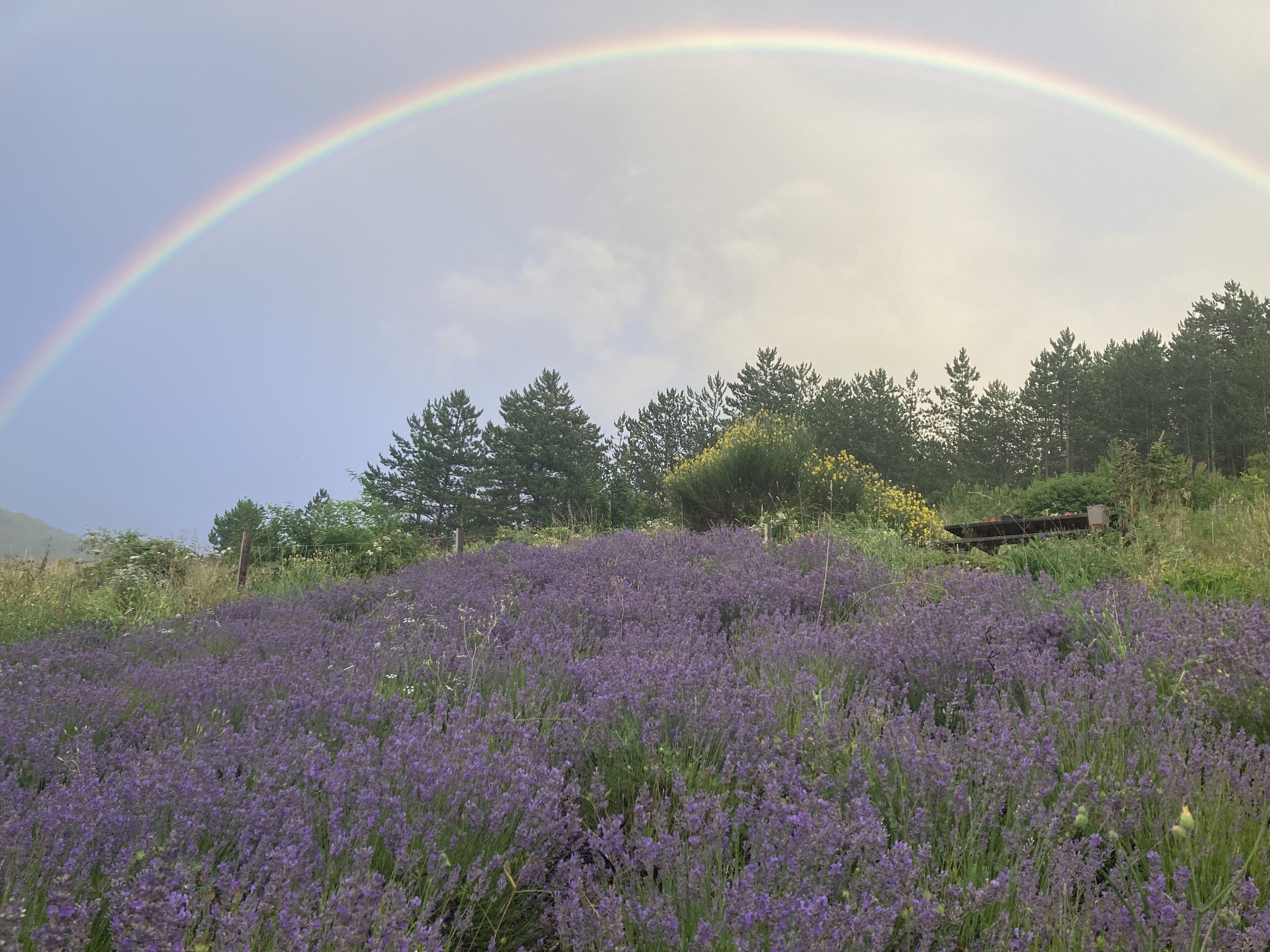 Un champ de fleurs violettes sous un arc-en-ciel.