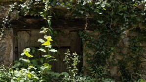 Un edificio rústico de piedra con puerta de madera, rodeado de abundante vegetación y hiedra.