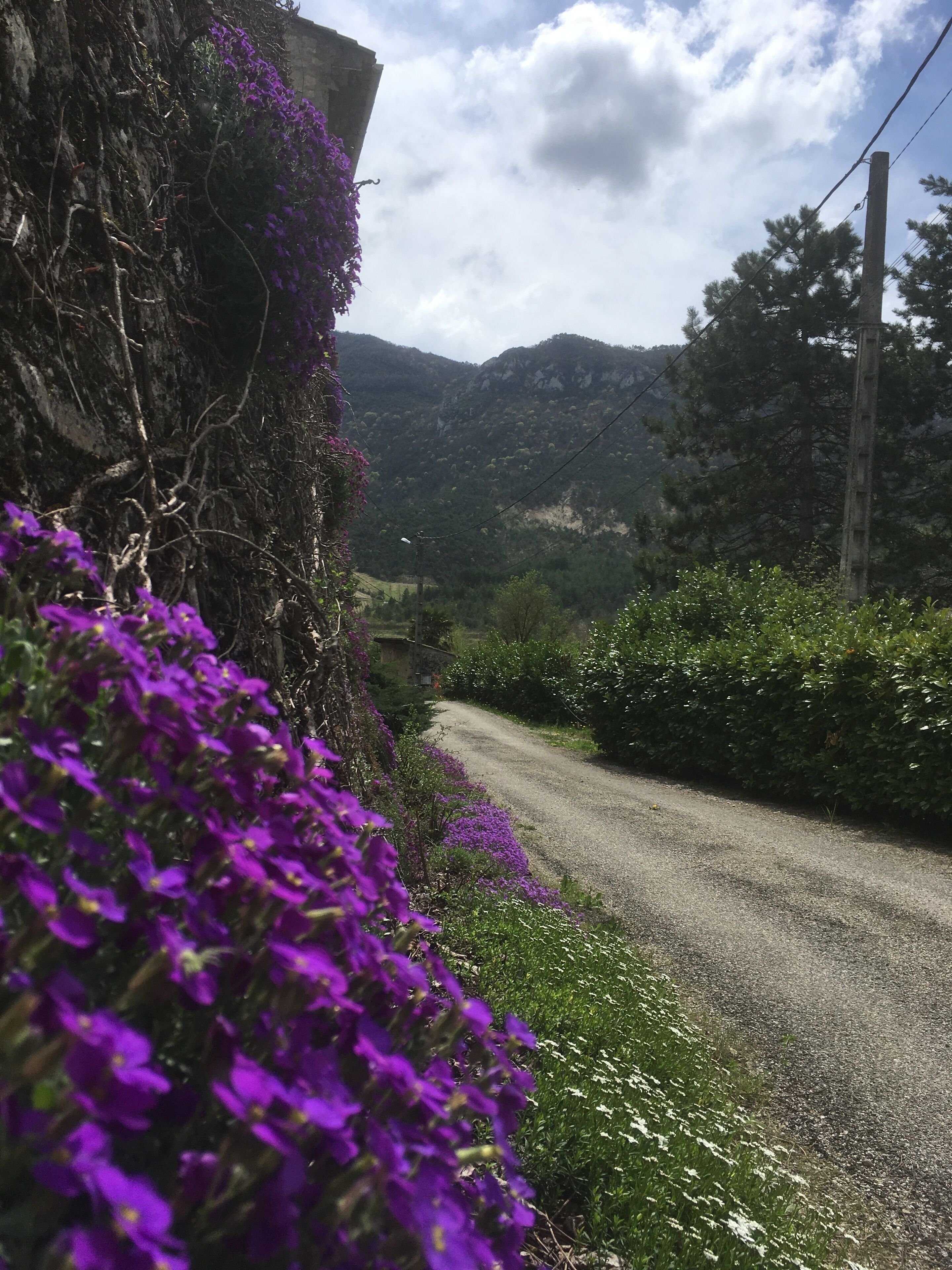 Une route de campagne bordée d’un côté par un mur de pierres et de l’autre par une végétation luxuriante.