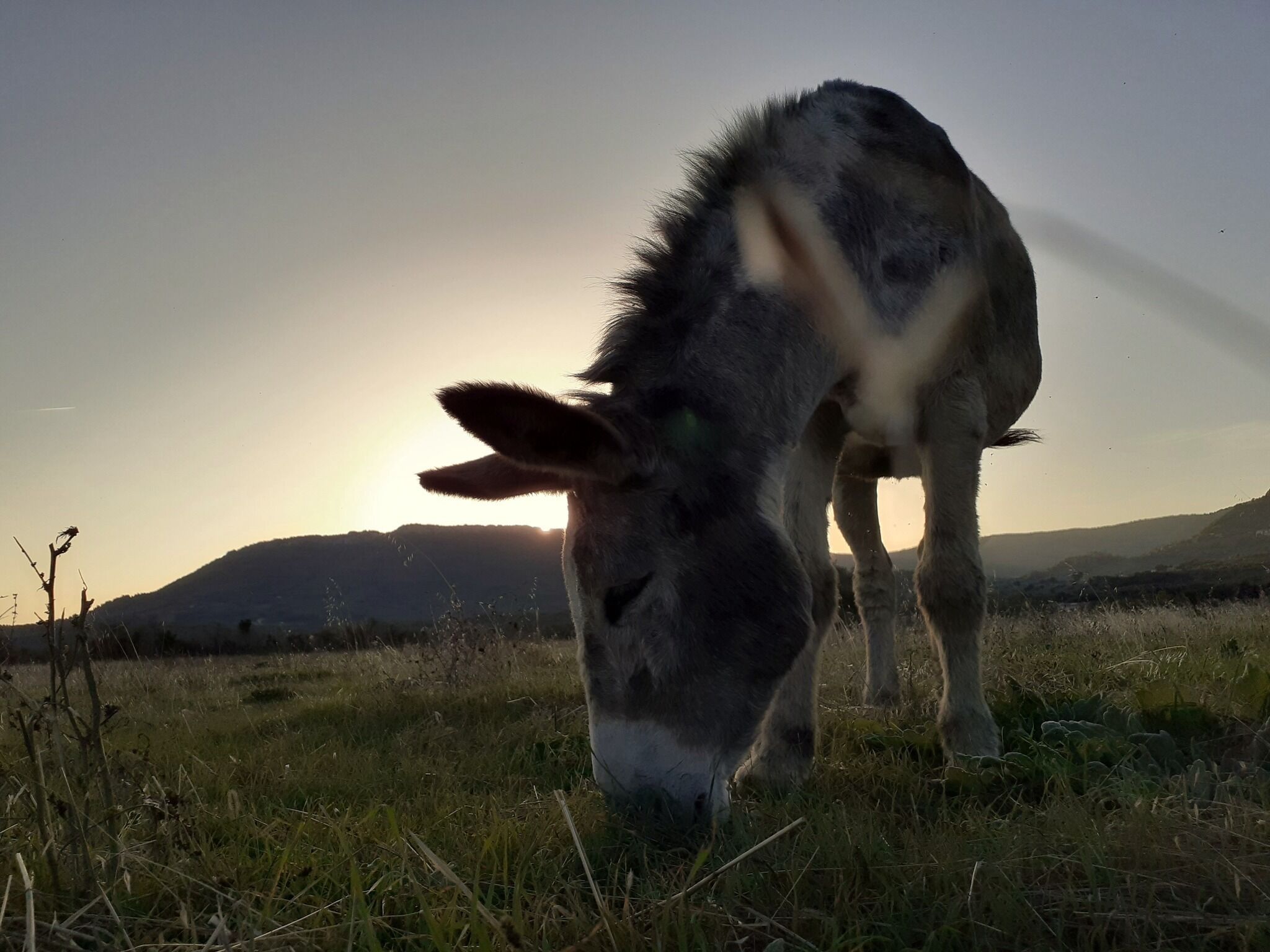 A donkey grazing in a field with a sunset in the background.