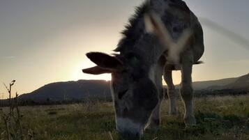 A donkey grazing in a field with a sunset in the background.