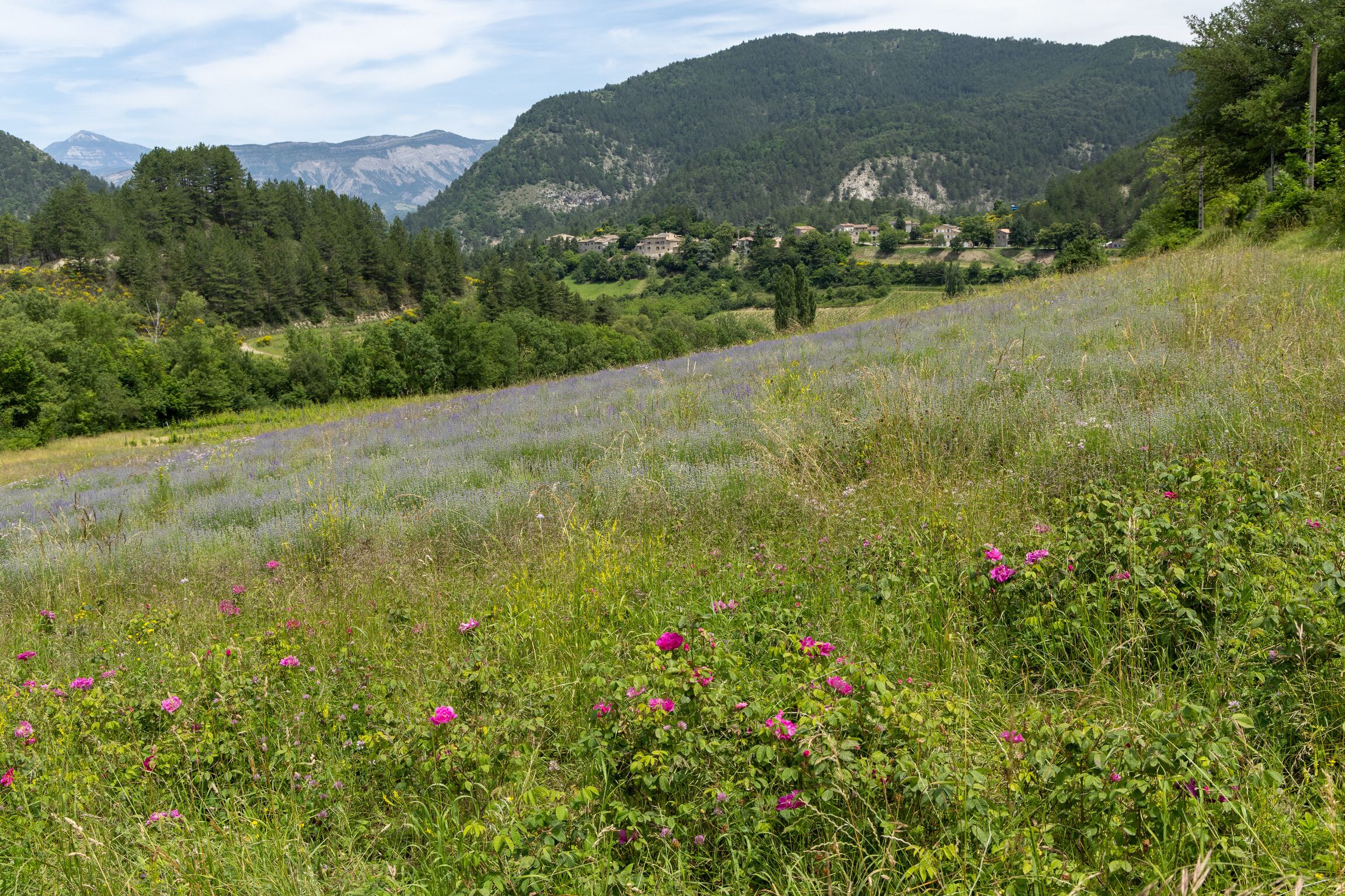 Eine Berglandschaft mit einem Feld lila Blumen und einem Dorf im Tal.