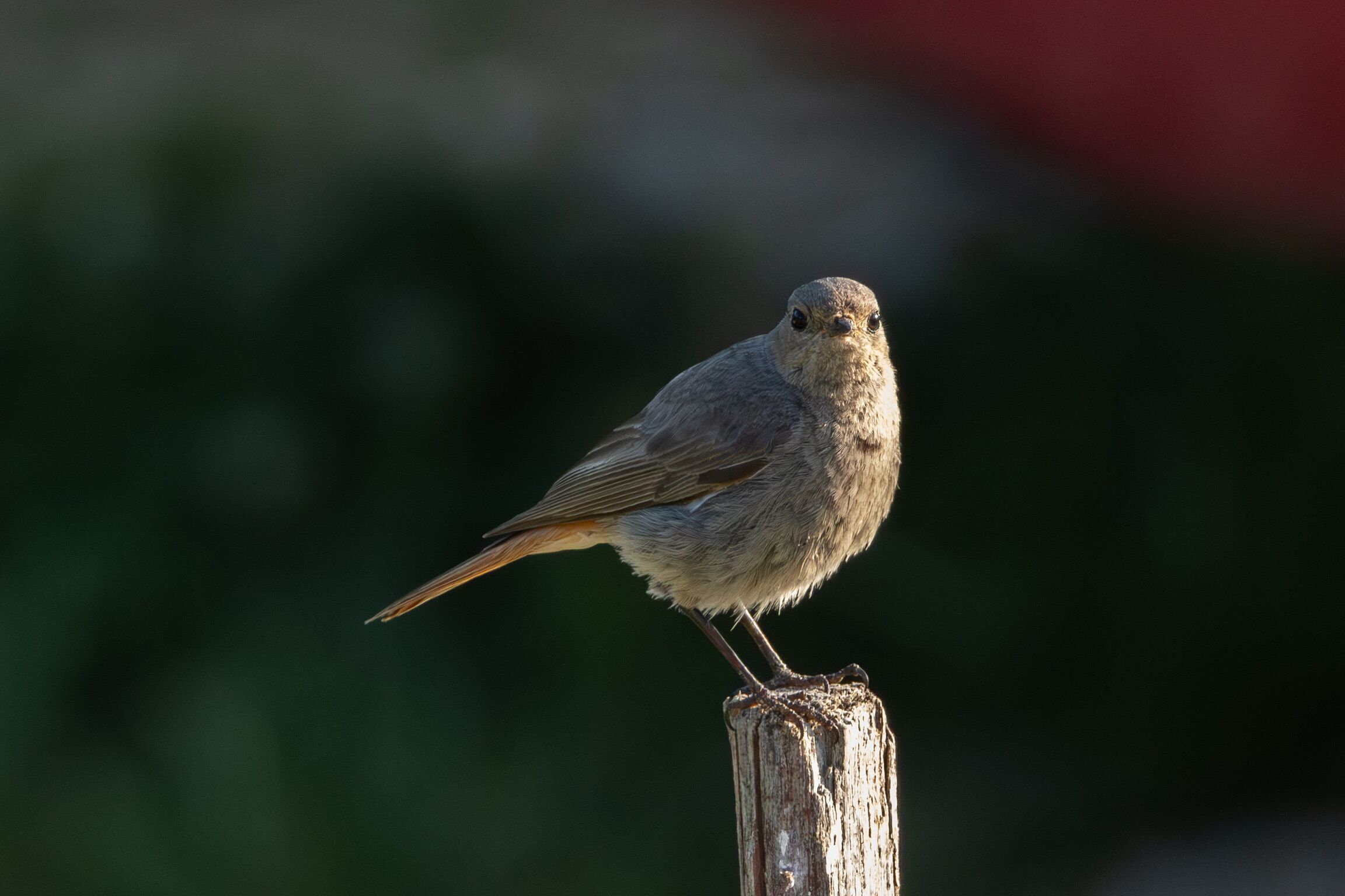 A bird perched on a wooden post.