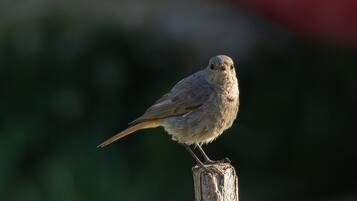 A bird perched on a wooden post.