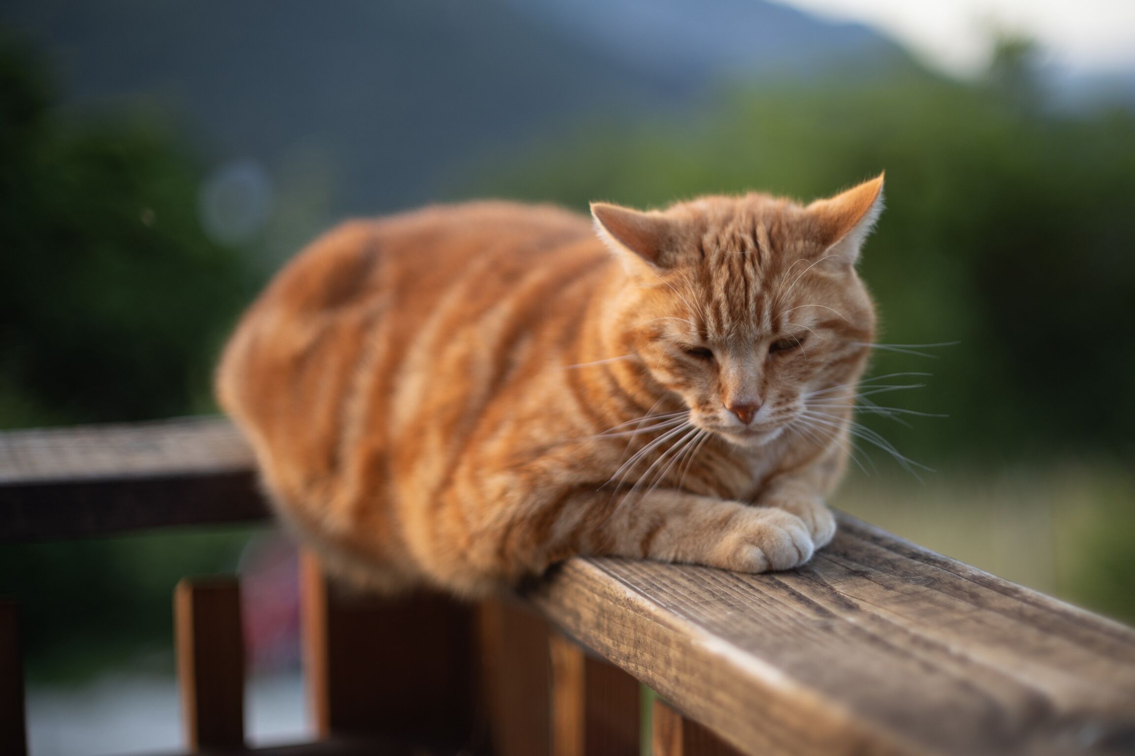 Un gato jengibre sentado en un banco de madera.
