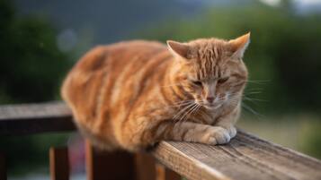Un gato jengibre sentado en un banco de madera.