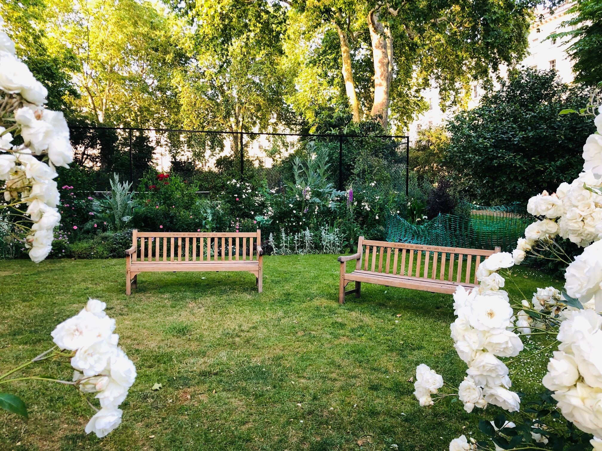 Un jardín con dos bancos de madera y flores blancas.