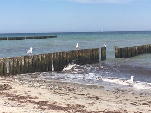 A beach with wooden breakwaters and seagulls on them. - Mien Huus 1: An elegant thatched-roof vacation home in Ostseebad-Nienhagen (Nienhagen)