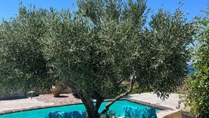 An outdoor pool area with a table and chairs, surrounded by olive trees and a clear blue sky.