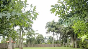 A lush, green backyard with a variety of trees and a wooden fence. - KWETU RESORT (Mtwapa)