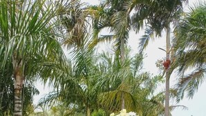 A long table set outdoors with chairs, decorated with a black tablecloth and gold accents, surrounded by palm trees. - KWETU RESORT (Mtwapa)