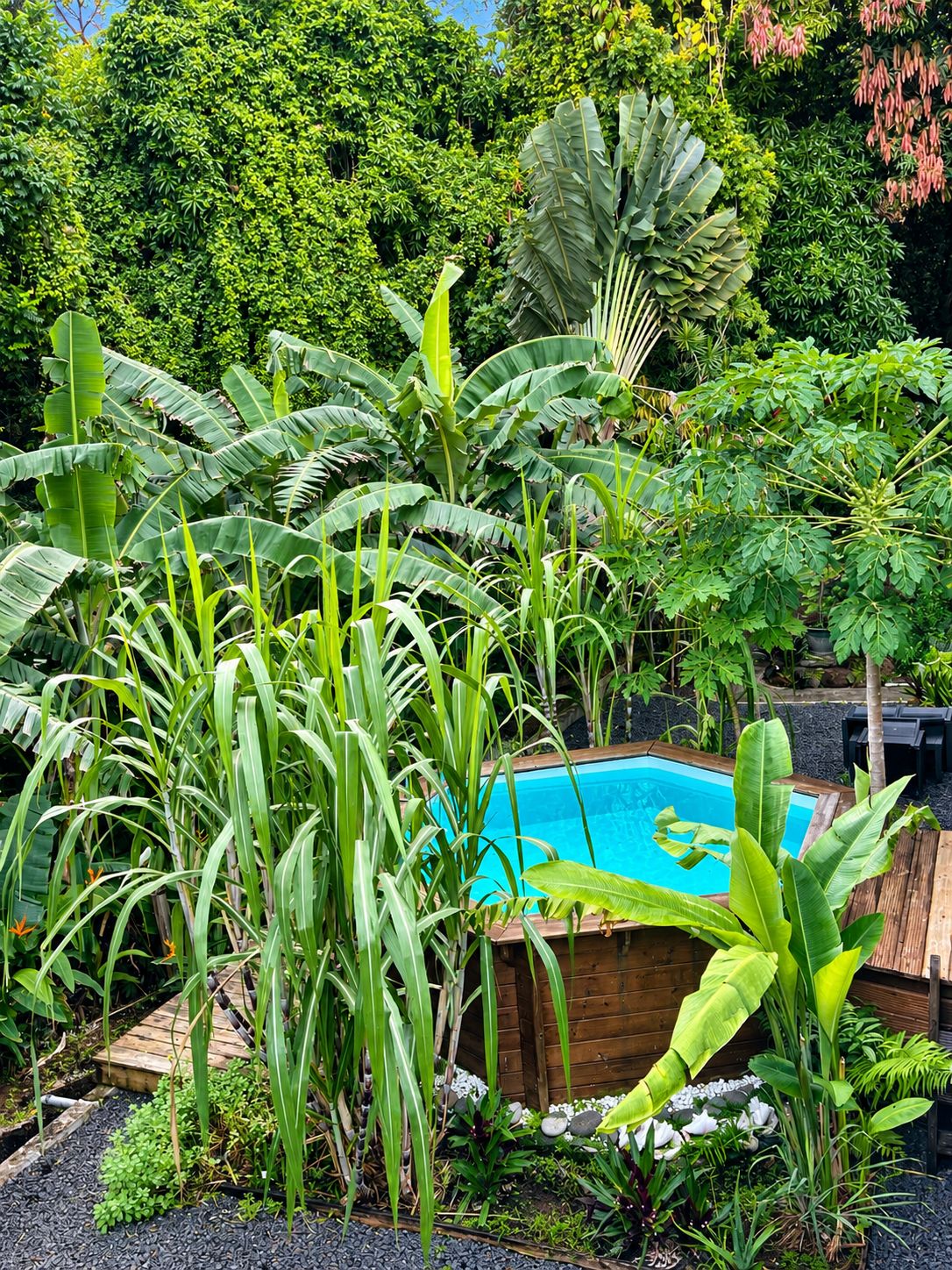 Une piscine entourée d’une végétation luxuriante, notamment de bananiers et de palmiers.