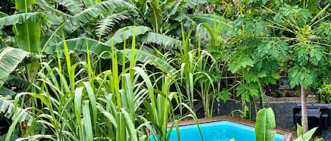A pool surrounded by lush greenery, including banana and palm trees.