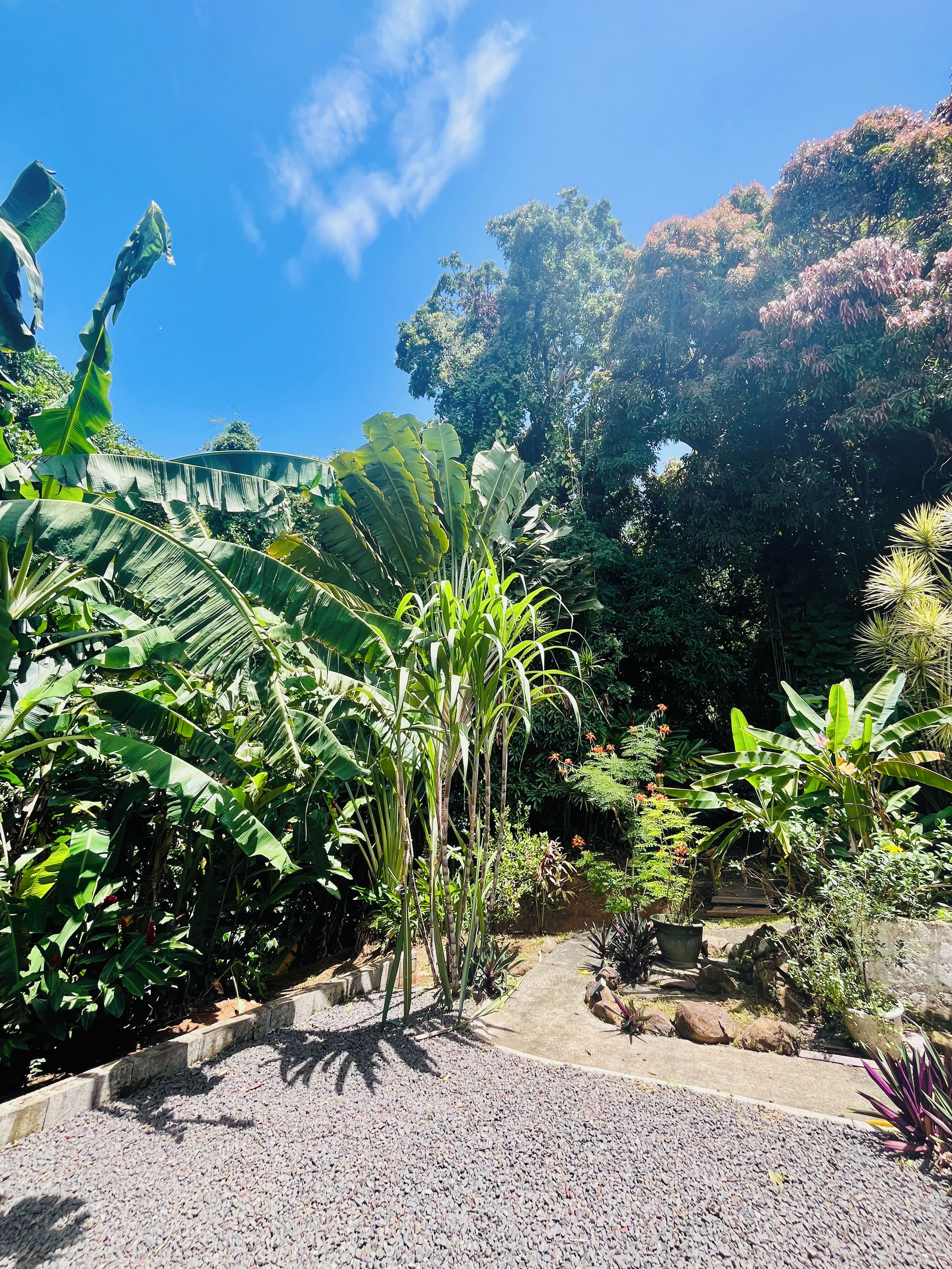 A garden with various plants and a gravel pathway.