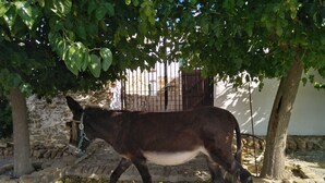 Un burro caminando sobre un sendero de grava bajo un árbol.