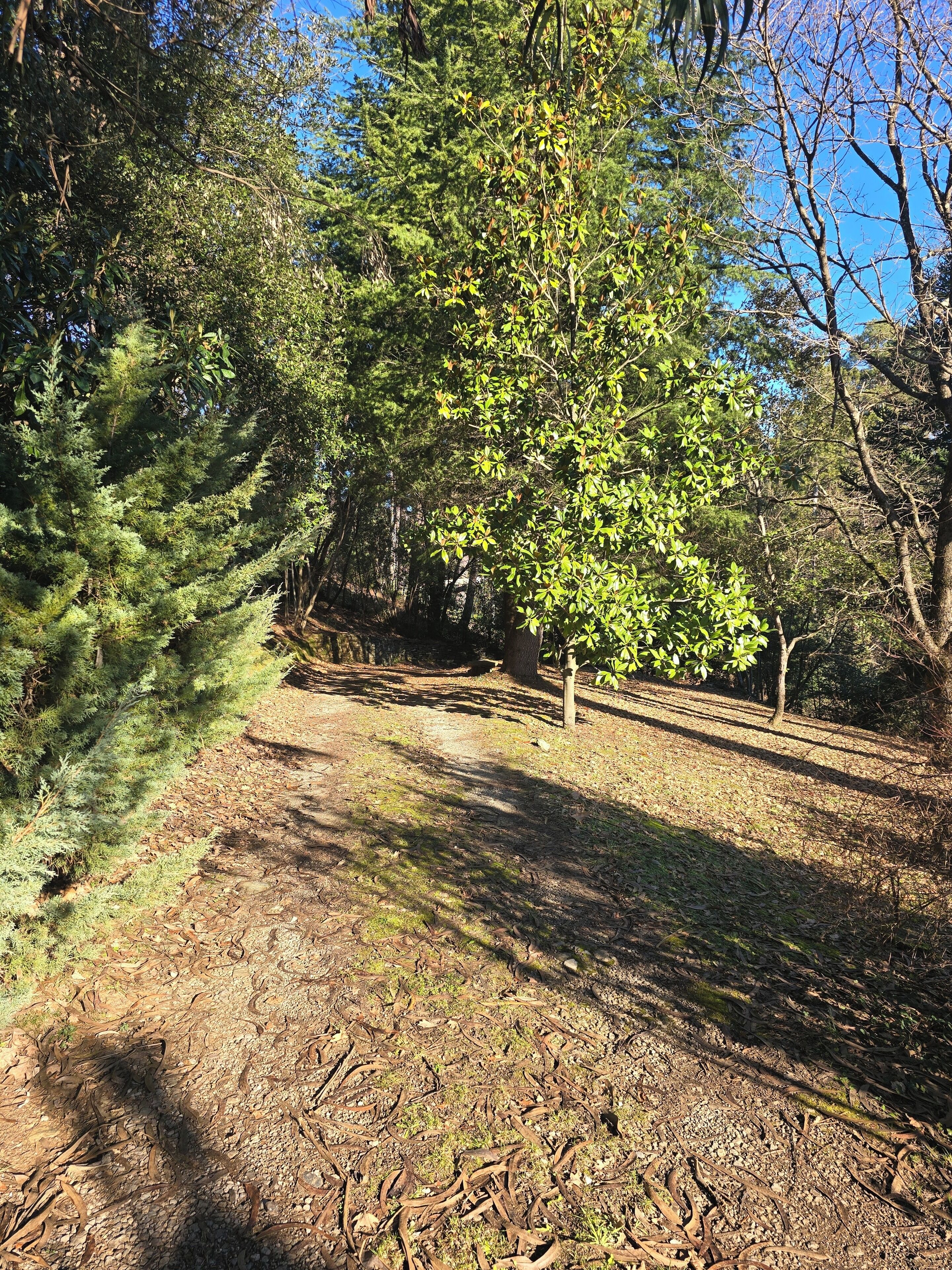 A forested area with a dirt path, trees, and a clear blue sky.