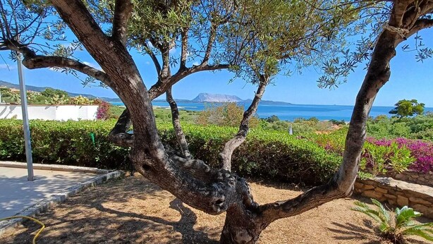 A tree-lined outdoor area with a view of the sea and distant mountains.