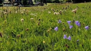 A rural landscape with a house and fields. - Feel-good apartment TANNE (Sankt Blasien)