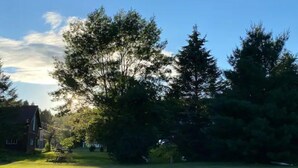 Une zone herbeuse avec des arbres et une maison en arrière-plan.