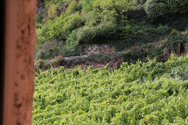 A vineyard with rows of grapevines and a stone wall. - Cottage 'BRAND (Turckheim)
