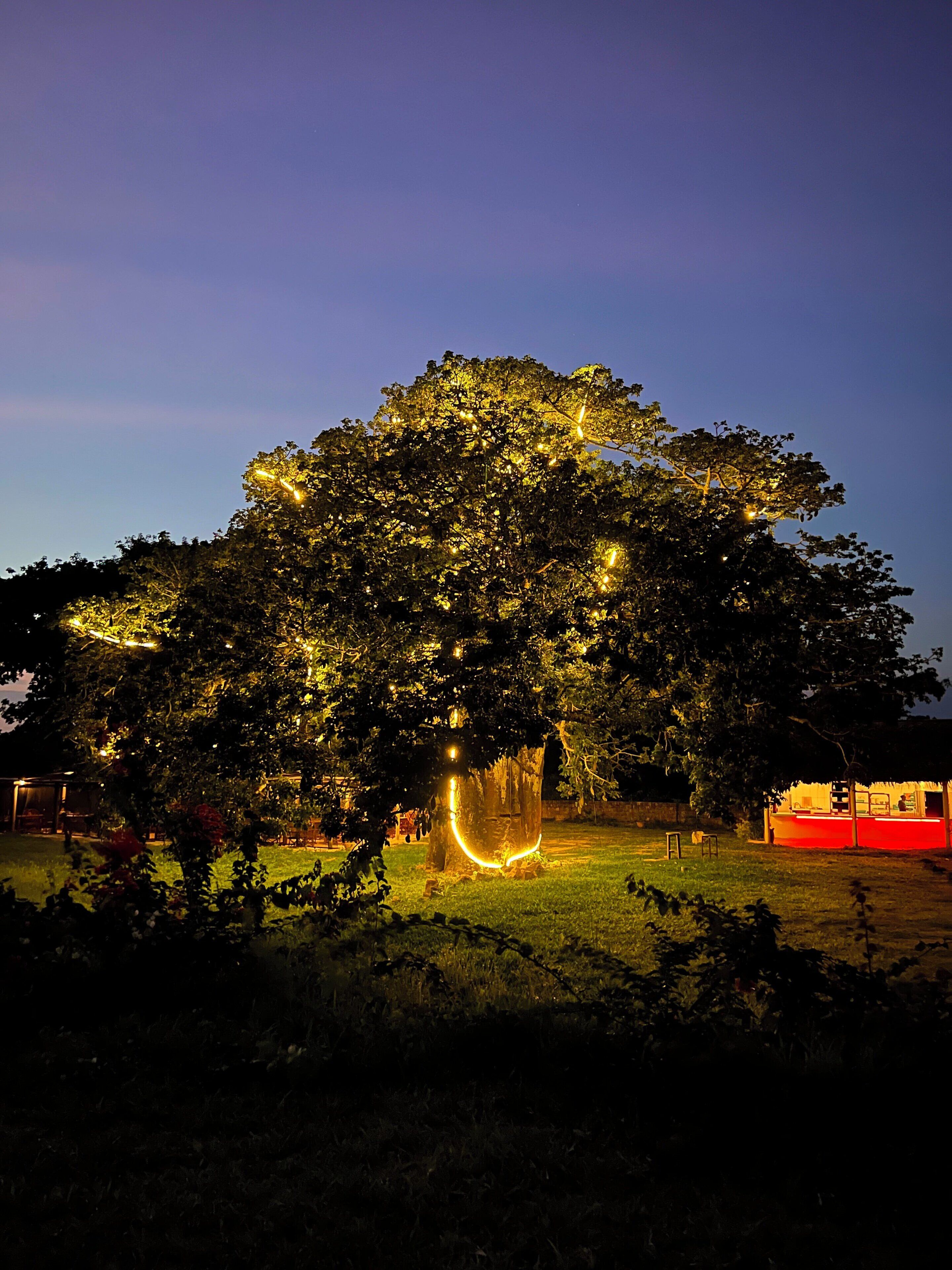 A large tree with lights wrapped around its trunk and branches, set against a twilight sky.