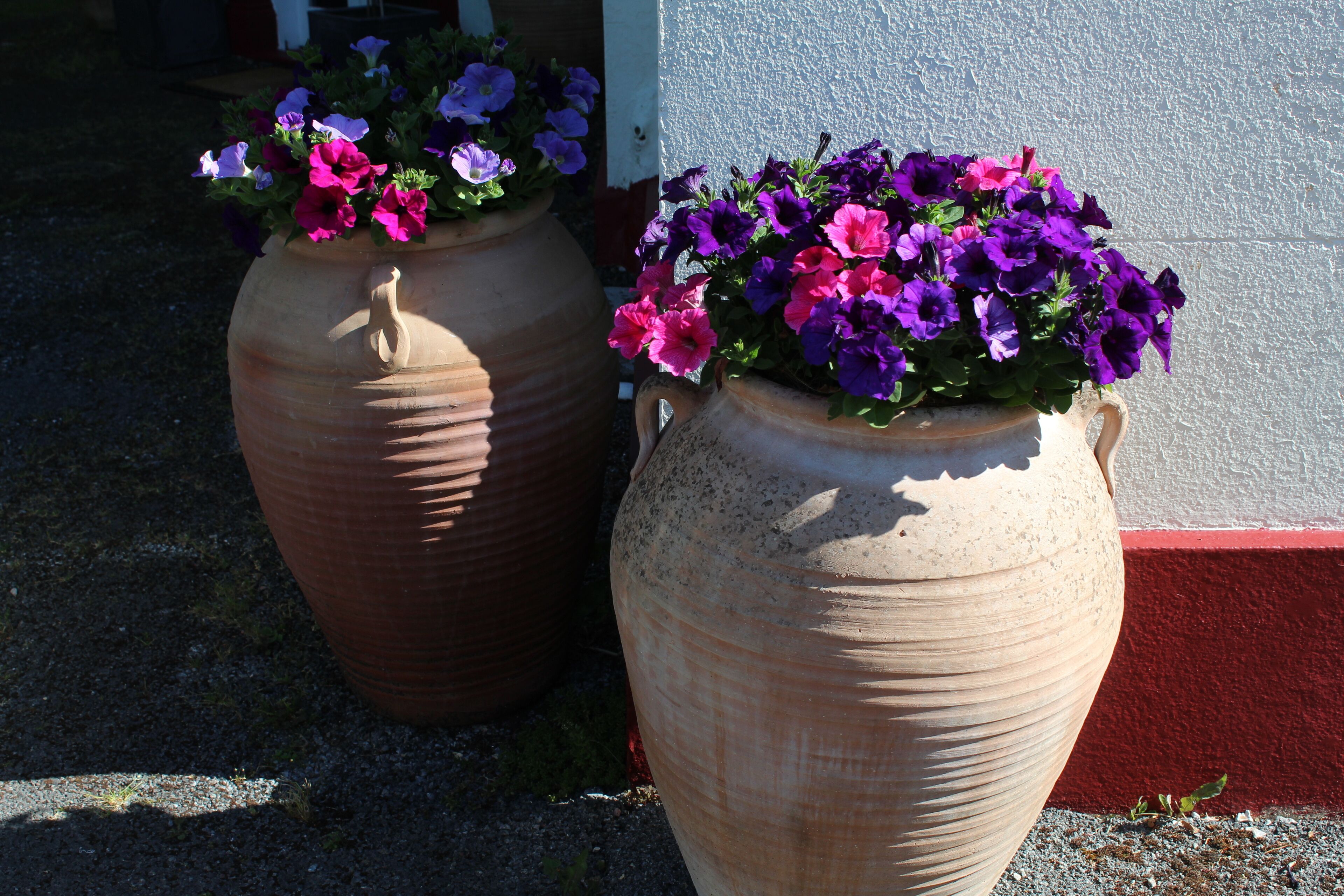 Twee grote terracotta potten met levendige paarse en roze bloemen.