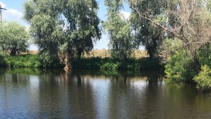 Un río tranquilo con árboles y flores amarillas al frente.