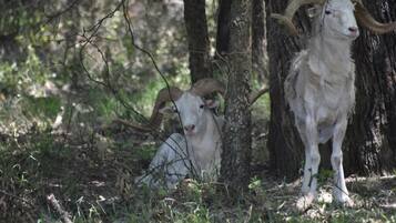 Áreas de la propiedad