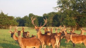 Un grupo de ciervos en un campo cubierto de hierba con árboles al fondo.