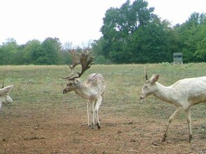 A group of deer in a grassy field with trees in the background. - RV Spot on *Exotic Animal Ranch* Campground. BRING YOUR RV (Emory)