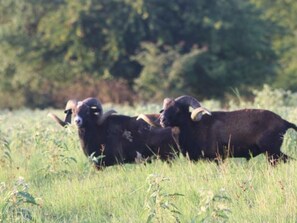 A group of cattle in a grassy field with trees in the background. - RV Spot on *Exotic Animal Ranch* Campground. BRING YOUR RV (Emory)
