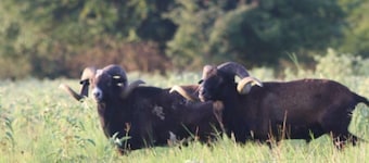 RV Spot on *Exotic Animal Ranch* Campground. BRING YOUR RV